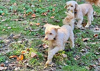 Atlanta Dog Walkers Laughing Pets Atlanta