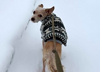 Buffalo Dog Walkers Laura's Critter Care, LLC