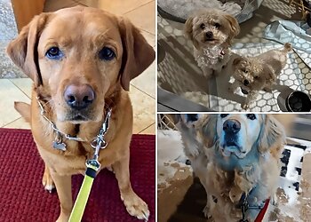 Buffalo Dog Walkers Laura's Critter Care, LLC