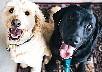 Orlando Dog Walkers Laura the Pet Nanny