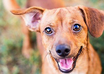 Orlando Dog Walkers Laura the Pet Nanny