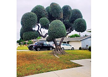 Newport Beach Lawn Care Services Lawn By Twins