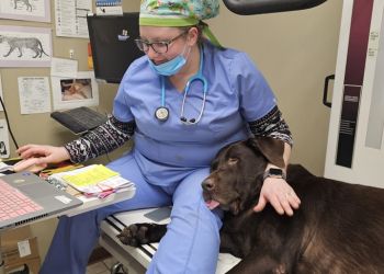 3 Best Veterinary Clinics in Greensboro, NC - Expert Recommendations