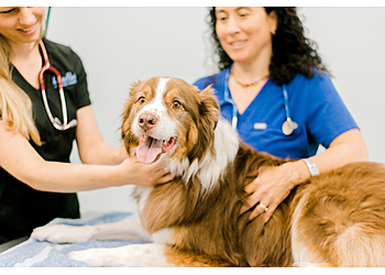 Frisco Veterinary Clinics LazyPaw Animal Hospitals