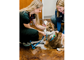 Frisco Veterinary Clinics LazyPaw Animal Hospitals