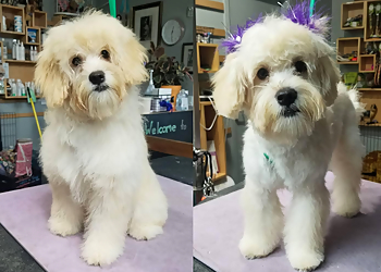 Oakland Pet Grooming Leading the Pack Pet Salon