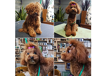 Oakland Pet Grooming Leading the Pack Pet Salon