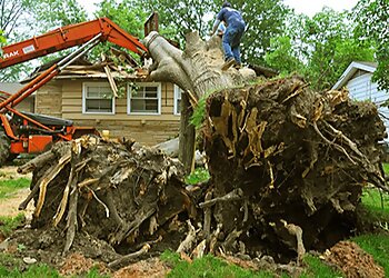 San Diego Tree Services Leaf It To Us