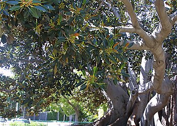 San Diego Tree Services Leaf It To Us