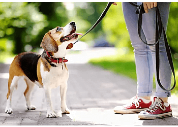 Leash Dog Walking and Pet Sitting Services