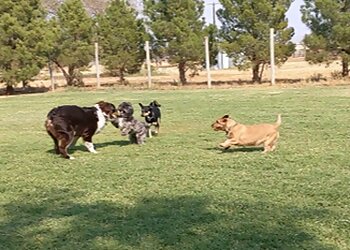 Lubbock Dog Walkers Leash and Collar Pet Care