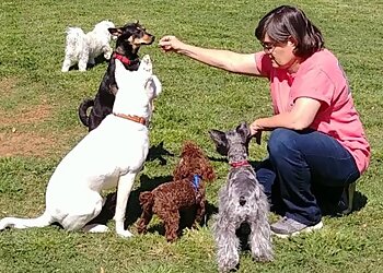 Lubbock Dog Walkers Leash and Collar Pet Care