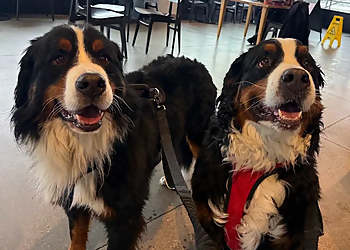 Leashes & Litters Denver - Denver, CO Dog Walkers - Facility Image