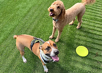 Leashes & Litters Denver - Denver, CO Dog Walkers - Business Gallery Image