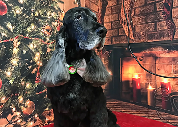 North Las Vegas Pet Grooming Leashes Pet Salon