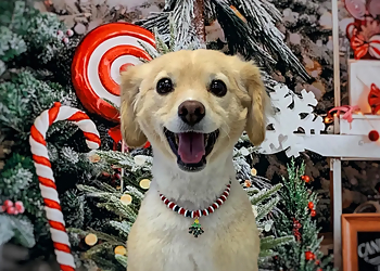 North Las Vegas Pet Grooming Leashes Pet Salon