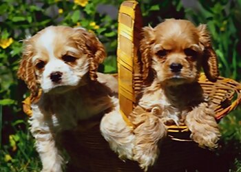 McKinney Pet Grooming Legacy Pet Grooming