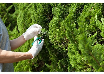 Escondido Lawn Care Services Leonardo's Landscaping