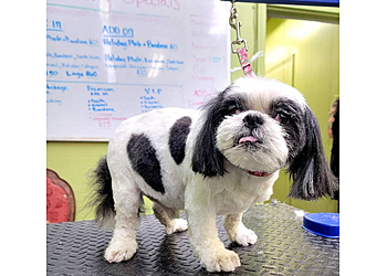 Tacoma Pet Grooming Lesha's Dog Grooming