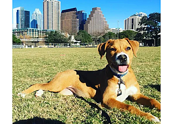 Austin Dog Walkers Let's Walk Austin