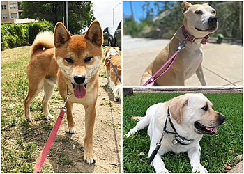 Austin Dog Walkers Let's Walk Austin