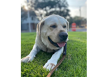 Austin Dog Walkers Let's Walk Austin