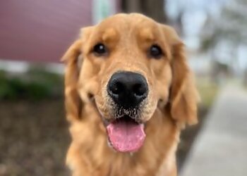 Houston Dog Walkers Let's Walk Houston