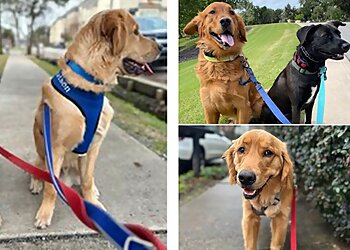 Houston Dog Walkers Let's Walk Houston