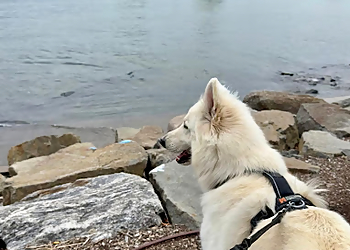 Liberty Dog Walking - Jersey City, NJ Dog Walkers - Service Image