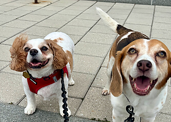 Liberty Dog Walking Liberty Dog Walking - Jersey City, NJ Dog Walkers - Job Site Image