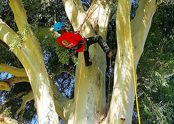 Scottsdale Tree Services Liberty Tree Experts, LLC