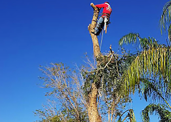 Scottsdale Tree Services Liberty Tree Experts, LLC
