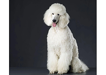 Pomona Pet Grooming Lili's Pet Grooming Spa & Boutique