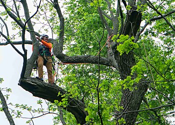 Louisville Tree Services Limbwalker Tree Service
