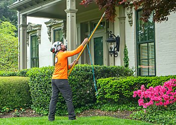 Louisville Tree Services Limbwalker Tree Service