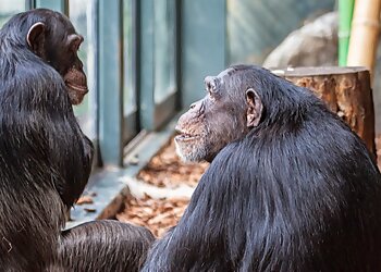 Chicago Places To See Lincoln Park Zoo