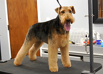 Lincoln Pet Parlor - Lincoln, NE Pet Grooming - Service Highlights
