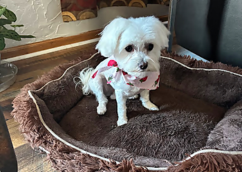 Lincoln Pet Parlor - Lincoln, NE Pet Grooming - Service Image