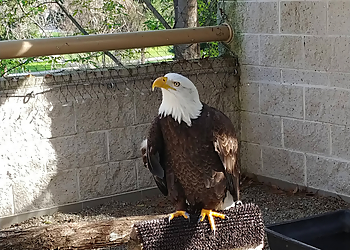 Concord Places To See Lindsay Wildlife Experience