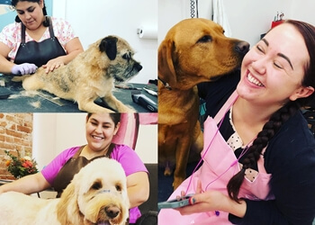 Denver Pet Grooming Little Brown Dog