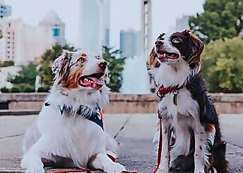 Charlotte Dog Walkers Little Friends Pet Sitting & Dog Walking