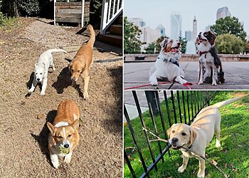 Charlotte Dog Walkers Little Friends Pet Sitting & Dog Walking