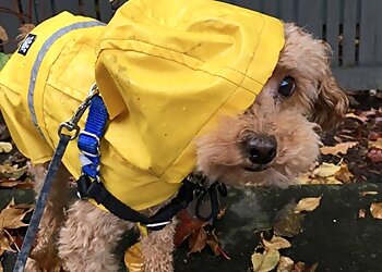 Seattle Dog Walkers Little Furry Things, LLC