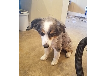 3 Best Pet Grooming in Lakewood, CO - Expert Recommendations 3 Best Pet Grooming in Lakewood, CO - Expert Recommendations