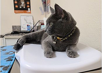 Santa Clarita Veterinary Clinics Little Paws Dog & Cat Hospital