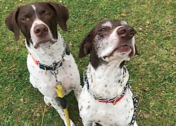 Long Beach Dog Walkers Little Rascals Dog Walking and Pet Sitting