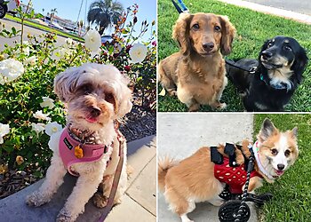 Long Beach Dog Walkers Little Rascals Dog Walking and Pet Sitting