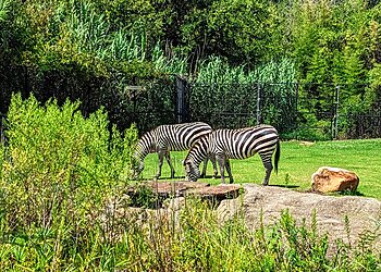 Little Rock Places To See Little Rock Zoo