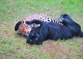 Little Rock Places To See Little Rock Zoo