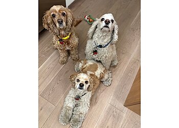 Las Vegas Dog Walkers Little White Dog Co.